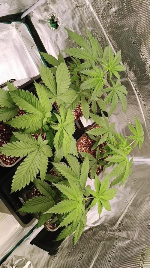Hindu Kush 2026 - Sensi Seeds