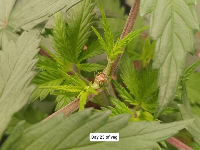 Hindu Kush 2026 - Sensi Seeds. Week 4
