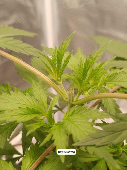 Hindu Kush 2026 - Sensi Seeds. Week 4