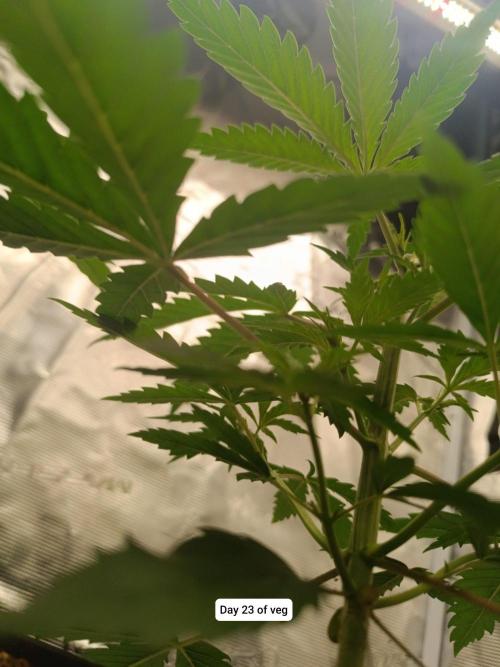 Hindu Kush 2026 - Sensi Seeds. Week 4