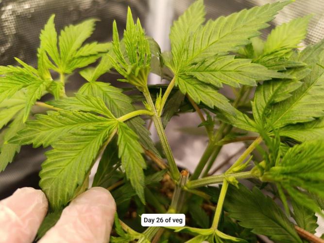 Hindu Kush 2026 - Sensi Seeds. Week 4