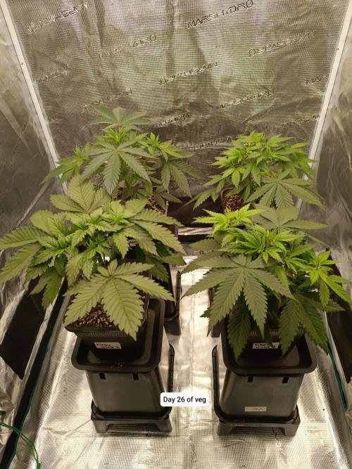 Hindu Kush 2026 - Sensi Seeds. Week 4