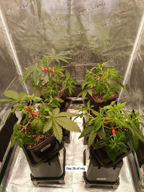 Hindu Kush 2026 - Sensi Seeds. Week 4