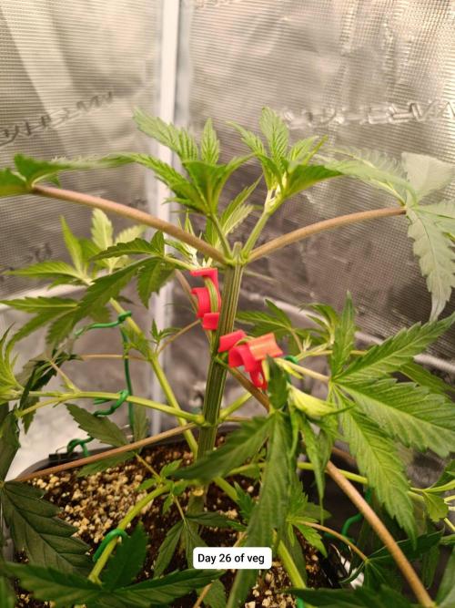 Hindu Kush 2026 - Sensi Seeds. Week 4