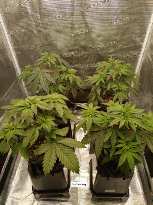 Hindu Kush 2026 - Sensi Seeds. Week 4