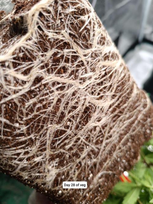 Hindu Kush 2026 - Sensi Seeds. Week 4