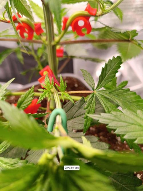 Hindu Kush 2026 - Sensi Seeds. Week 4
