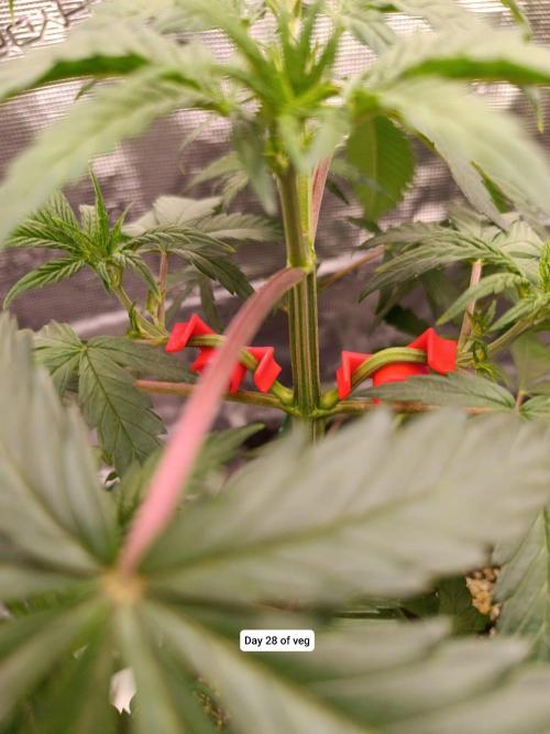 Hindu Kush 2026 - Sensi Seeds. Week 4