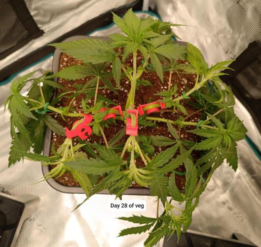 Hindu Kush. Week 4