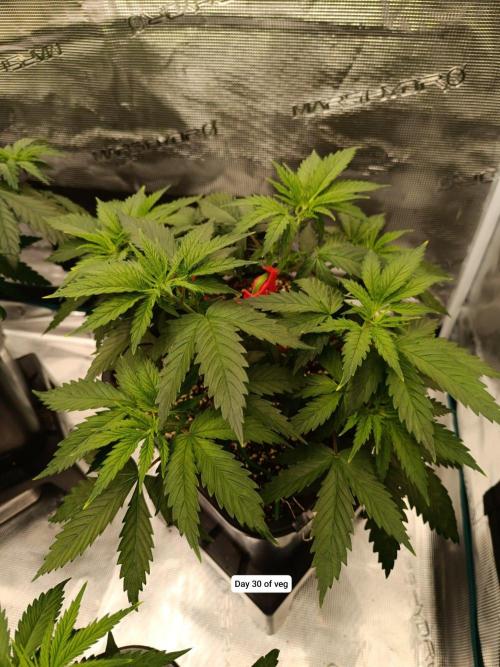 Hindu Kush 2026 - Sensi Seeds. Week 5