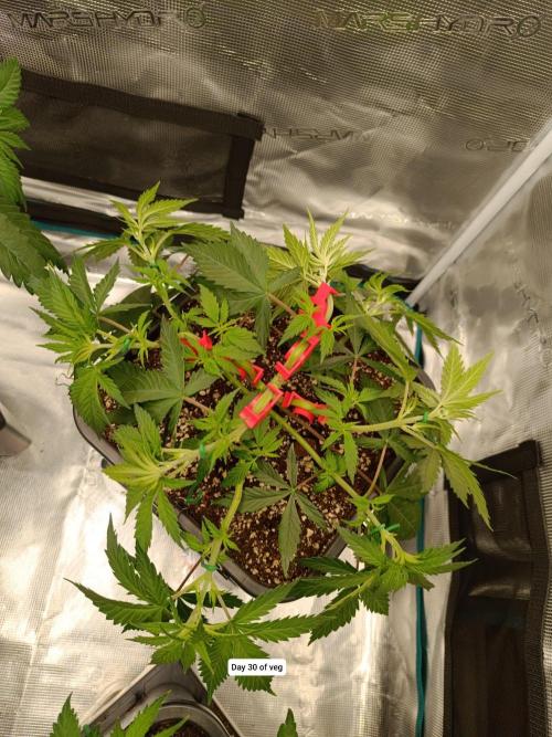 Hindu Kush 2026 - Sensi Seeds. Week 5