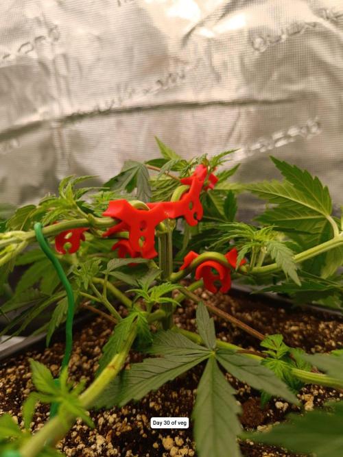 Hindu Kush 2026 - Sensi Seeds. Week 5