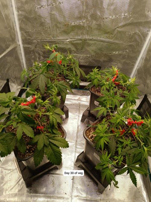 Hindu Kush. Week 5