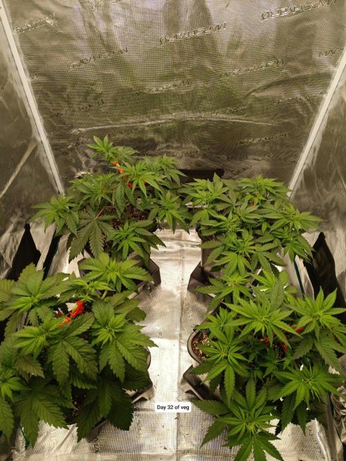 Hindu Kush 2026 - Sensi Seeds. Week 5