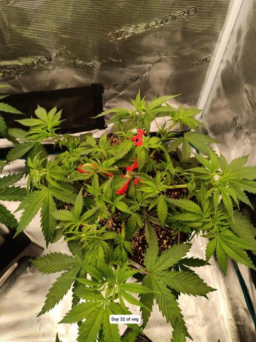 Hindu Kush 2026 - Sensi Seeds. Week 5