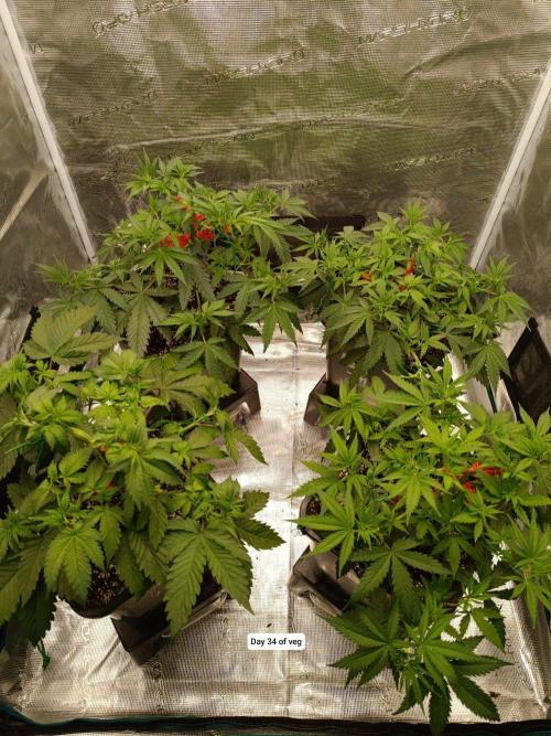 Hindu Kush 2026 - Sensi Seeds. Week 5