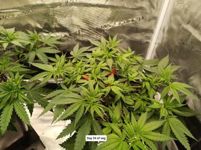 Hindu Kush 2026 - Sensi Seeds. Week 5