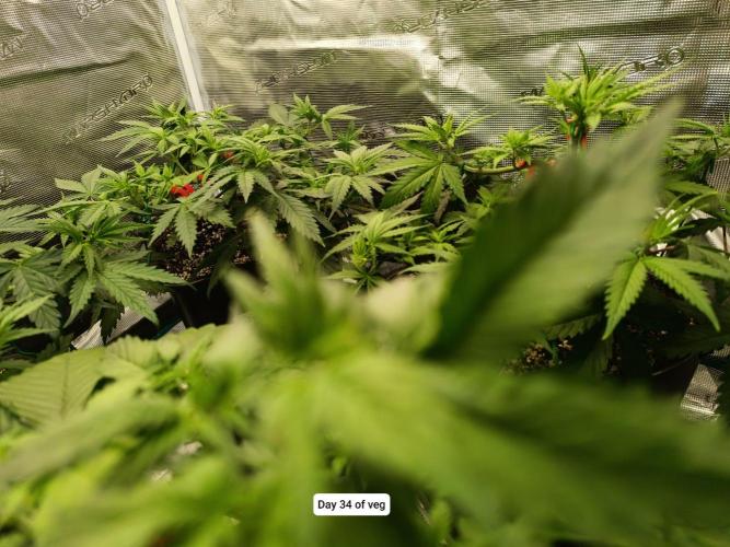 Hindu Kush 2026 - Sensi Seeds. Week 5
