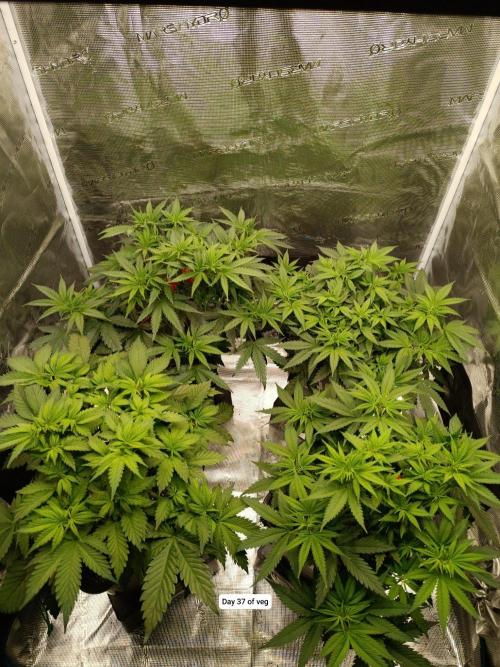Hindu Kush. Week 5