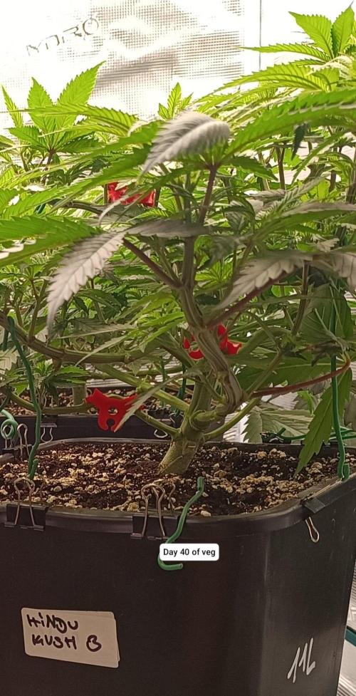 Hindu Kush. Week 6