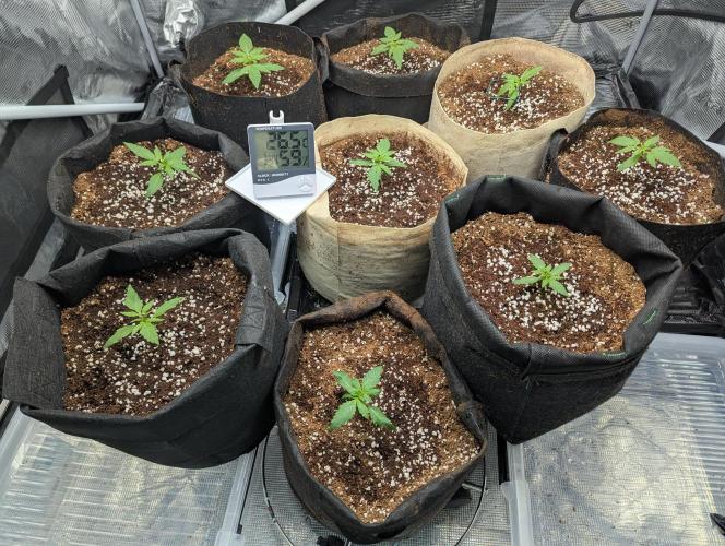 Epsilon, orion, purplematic cbd. Week 2