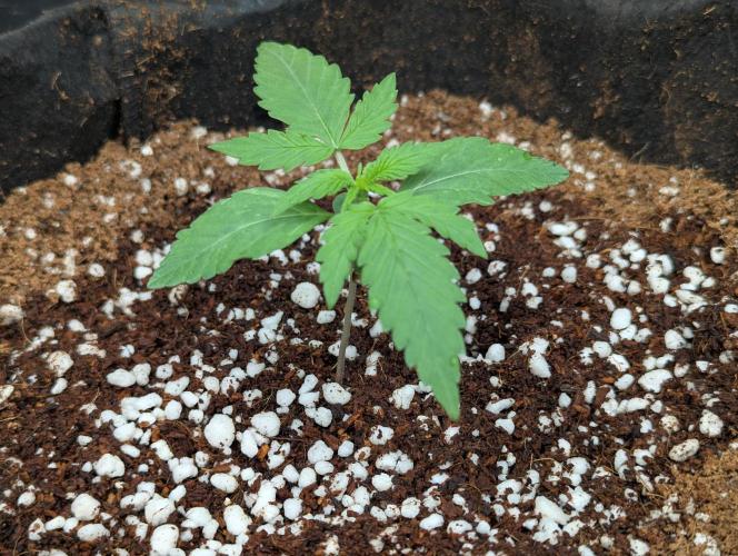 Epsilon, orion, purplematic cbd. Week 2 - Epsilon