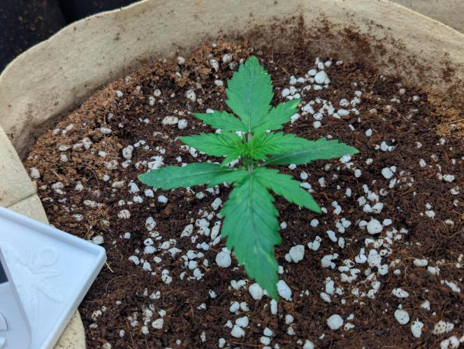 Epsilon, orion, purplematic cbd. Week 2 - Epsilon