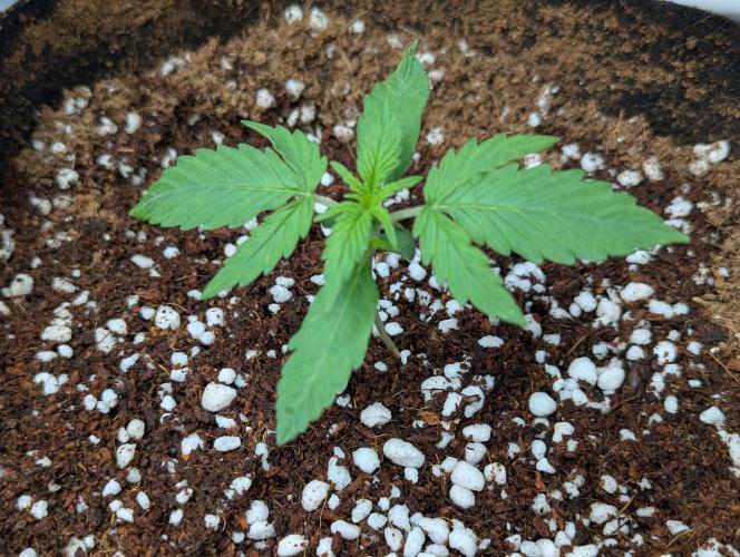 Epsilon, orion, purplematic cbd. Week 2 - Epsilon 