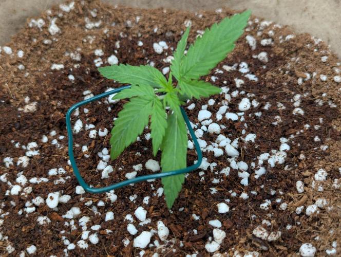 Epsilon, orion, purplematic cbd. Week 2 - Epsilon