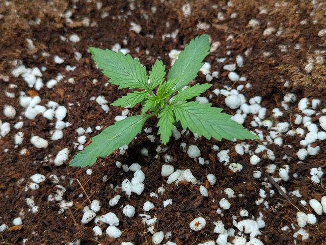 Epsilon, orion, purplematic cbd. Week 2 - Epsilon