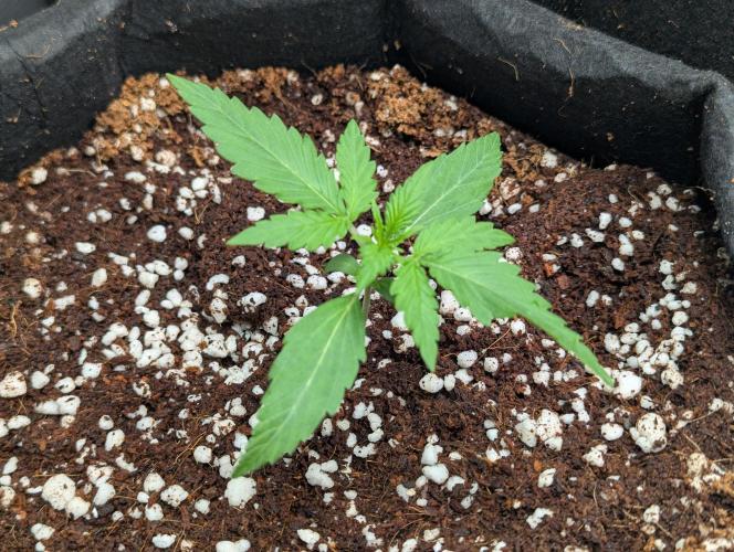 Epsilon, orion, purplematic cbd. Week 2 - Orion