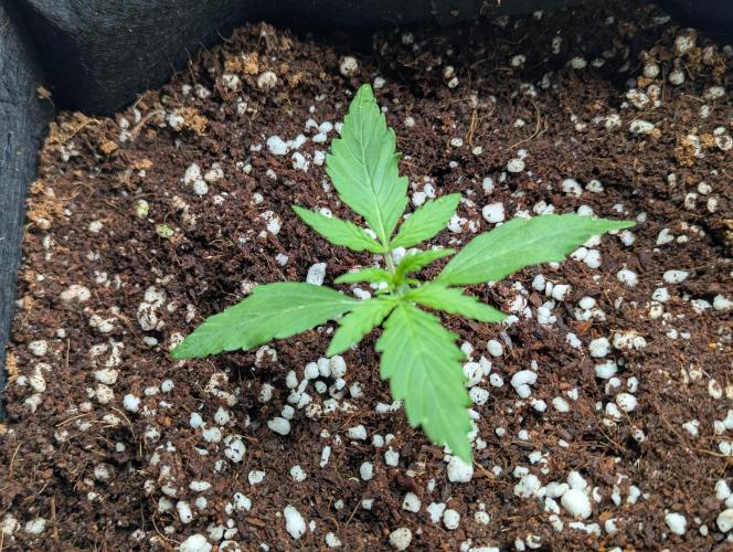 Epsilon, orion, purplematic cbd. Week 2 - Orion