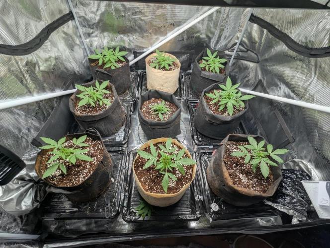 Epsilon, orion, purplematic cbd. Week 3