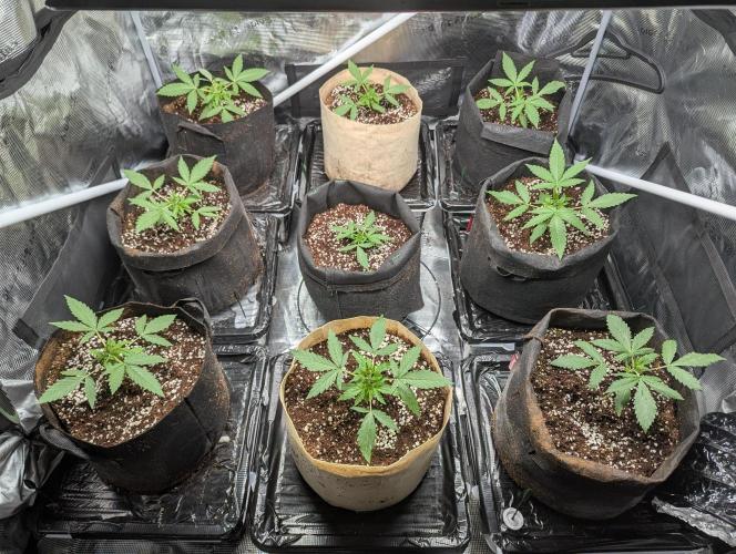 Epsilon, orion, purplematic cbd. Week 3