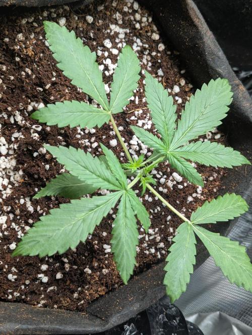 Epsilon, orion, purplematic cbd. Week 3