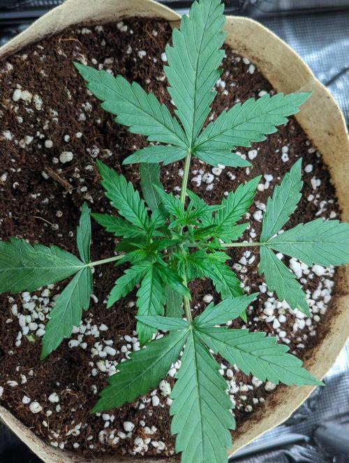 Epsilon, orion, purplematic cbd. Week 3