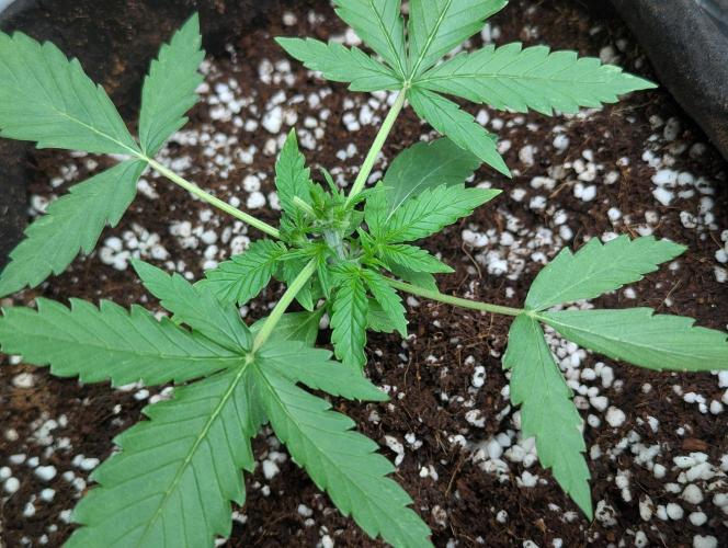 Epsilon, orion, purplematic cbd. Week 3