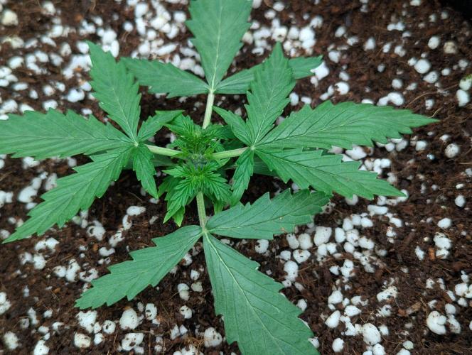 Epsilon, orion, purplematic cbd. Week 3