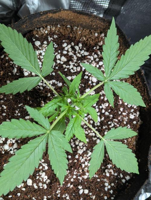 Epsilon, orion, purplematic cbd. Week 3