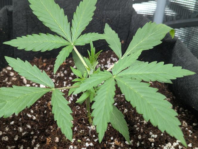 Epsilon, orion, purplematic cbd. Week 3