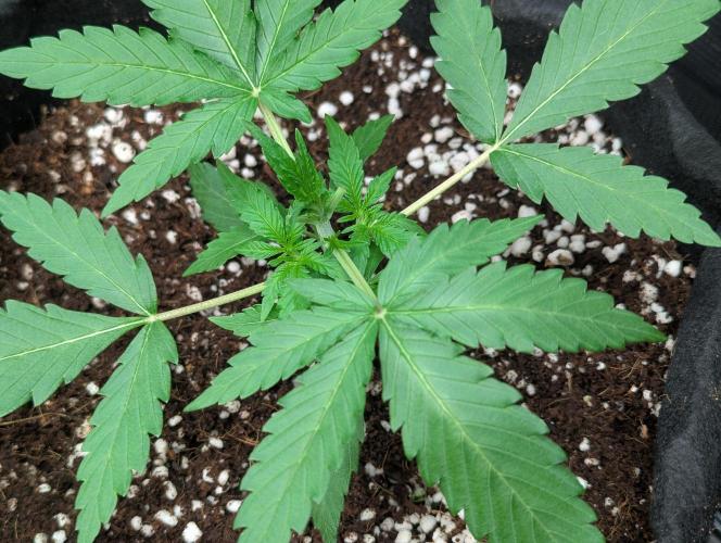 Epsilon, orion, purplematic cbd. Week 3