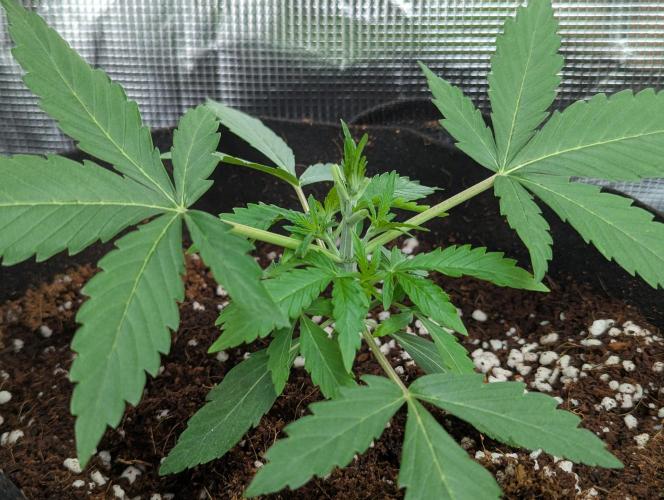 Epsilon, orion, purplematic cbd. Week 3