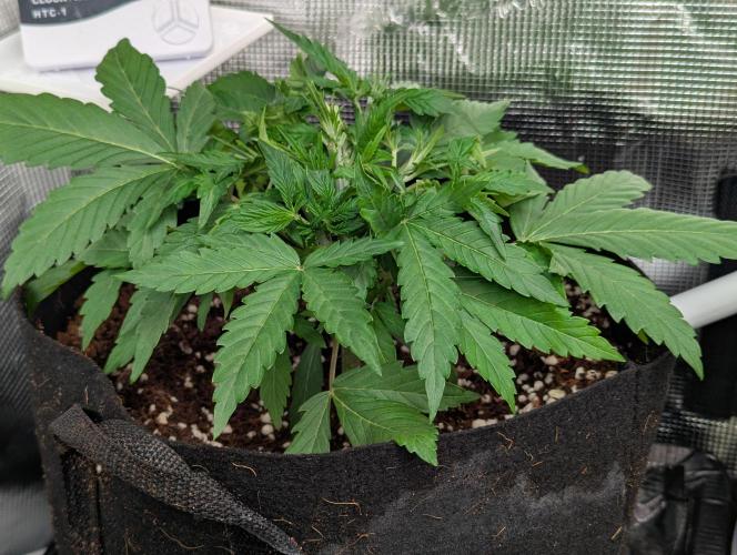 Epsilon, orion, purplematic cbd. Week 4