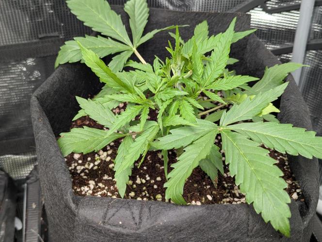 Epsilon, orion, purplematic cbd. Week 4