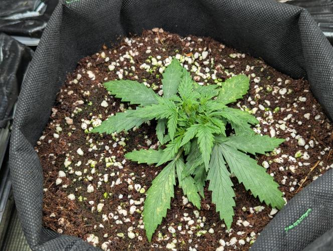 Epsilon, orion, purplematic cbd. Week 4