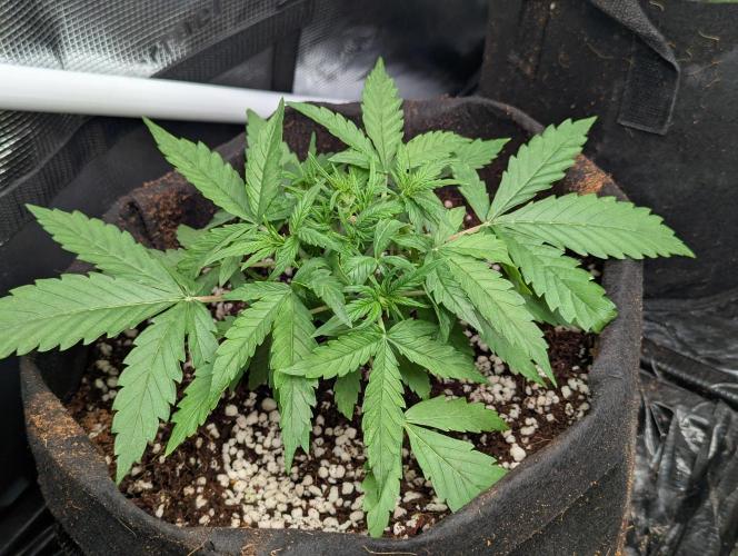 Epsilon, orion, purplematic cbd. Week 4