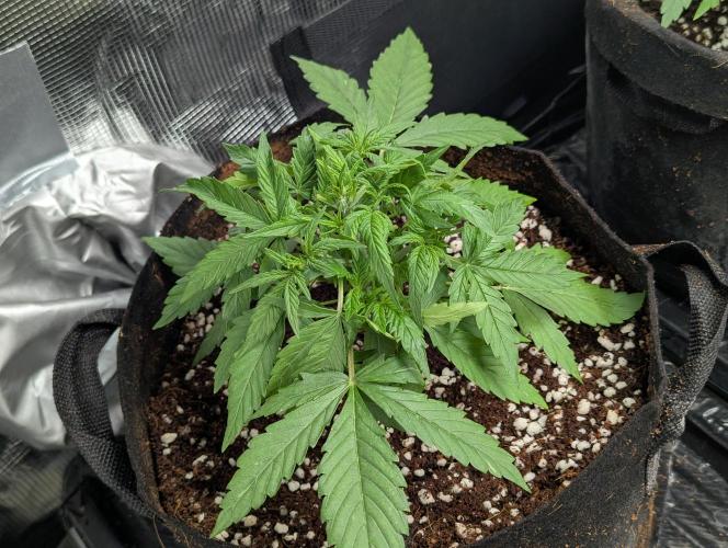 Epsilon, orion, purplematic cbd. Week 4