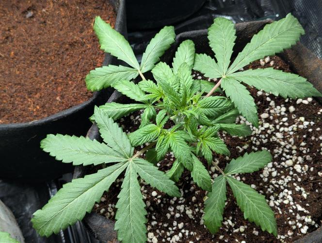 Epsilon, orion, purplematic cbd. Week 4