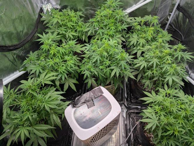 Epsilon, orion, purplematic cbd. Week 5