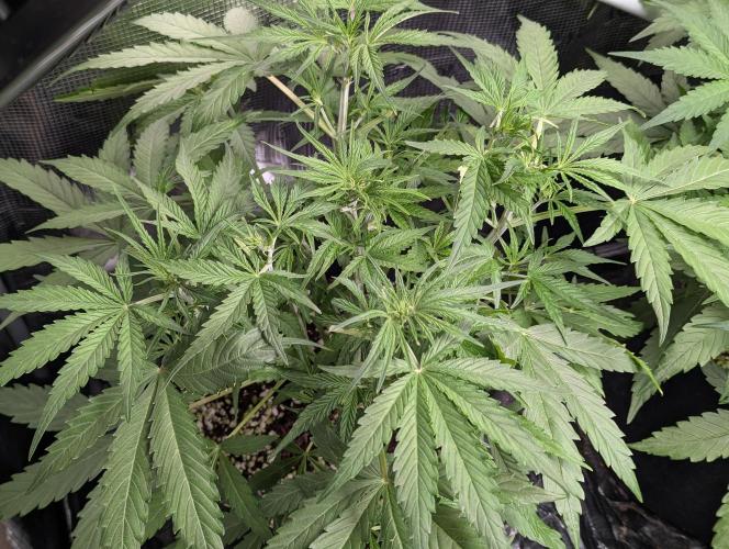 Epsilon, orion, purplematic cbd. Week 5